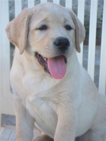 Cachorros Labrador Retriever