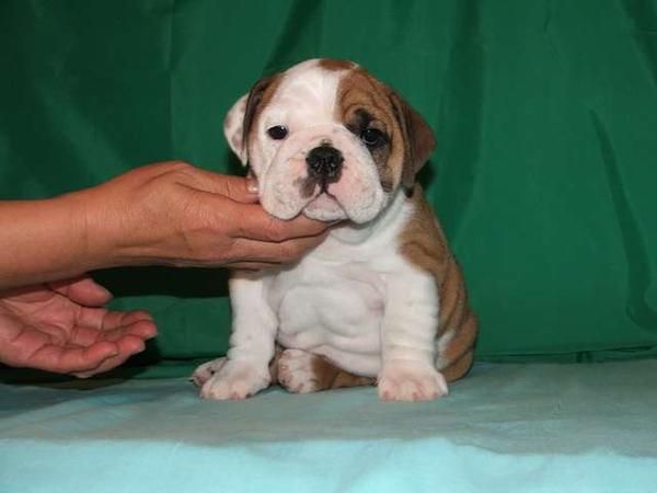 Hemos encontrado Bulldog Francés cachorros y dog