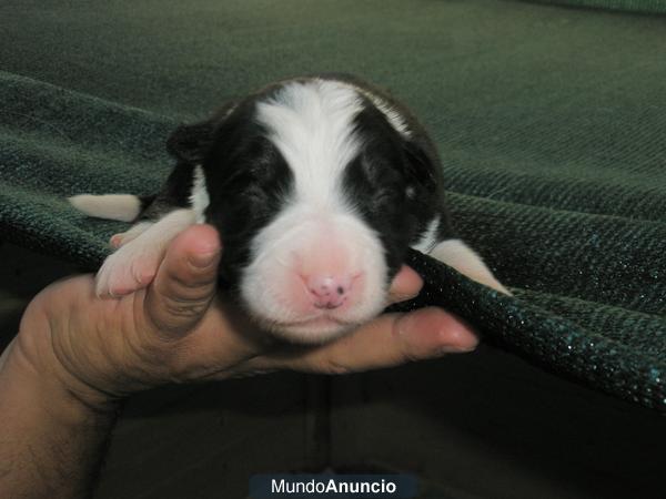 Preciosa camada de Border Collie