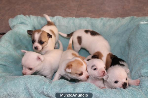 VENDO CACHORROS DE CHIHUAHUA