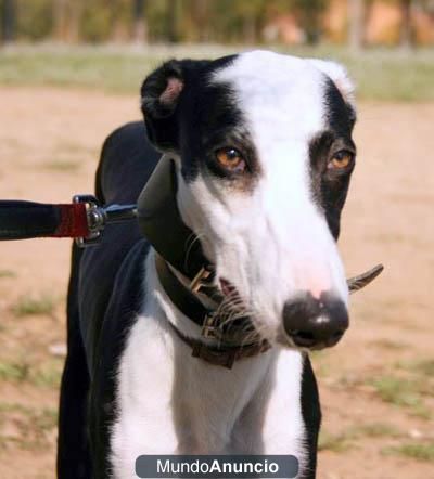 vendo  tres cachorras de galgo