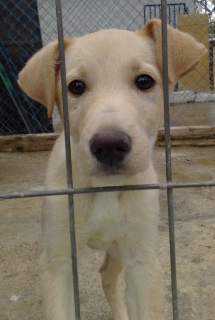 ADOPTA UN AMIGO, SALVA UNA VIDA