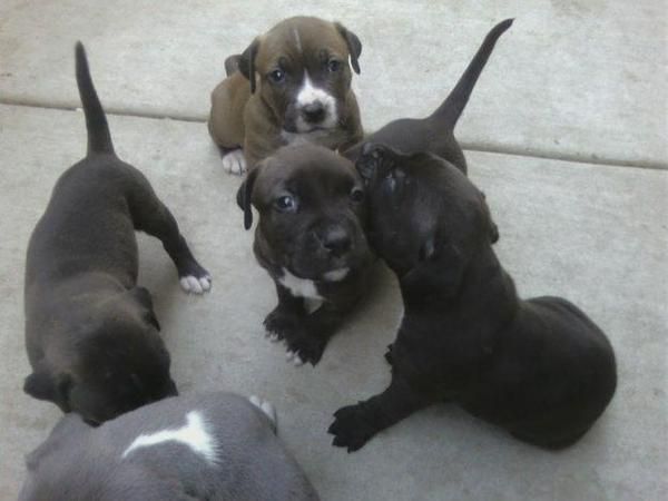 American Pitbull Cachorros