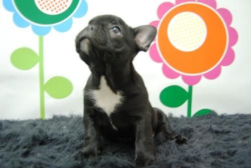 BULLDOG FRANCES _ DE OPTIMA CALIDAD _ LISTO PARA SU ENTREGA _ WWW.ANIMALFLOWER.COM