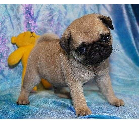 Cachorritos de Carlino Pug de Calidad