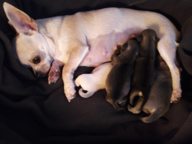 Cachorros de chihuahua cabeza de manzana puros