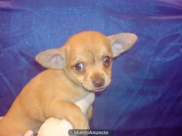 CHIHUAHUAS PERROS IDEALES PARA PISOS Y APARTAMENTOS, , perros, cachorros, criadero, venta.