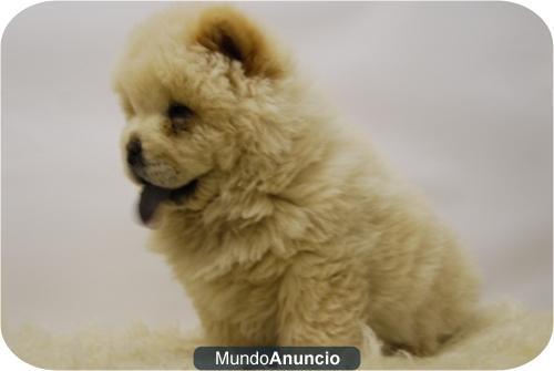 chow chow . cachorritos de calidad, somos criadores