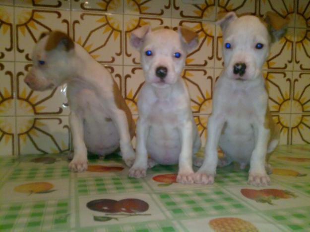 PRECIOSOS CACHORROS DE AMERICAN STANFORD