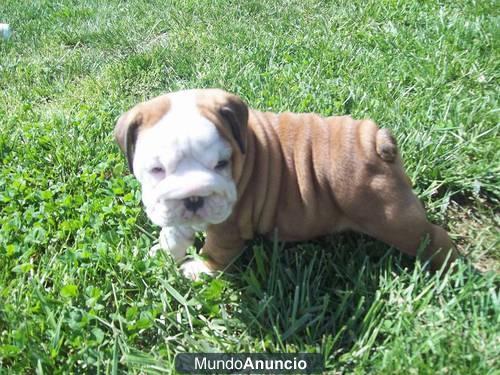 Regalo bulldog inglise