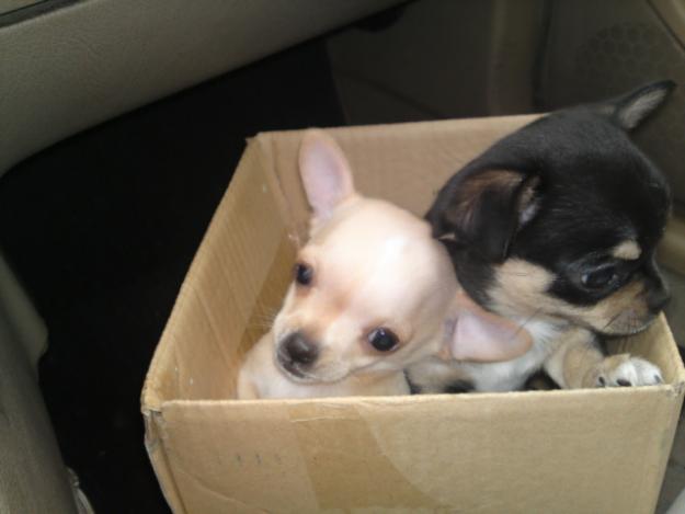 Vendo dos cachorros chihuahua