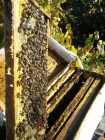 vendo nucleos de abejas layen y langtron,con reina fecundada en 2012 - mejor precio | unprecio.es
