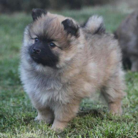 Cachorros spitz aleman pequeño