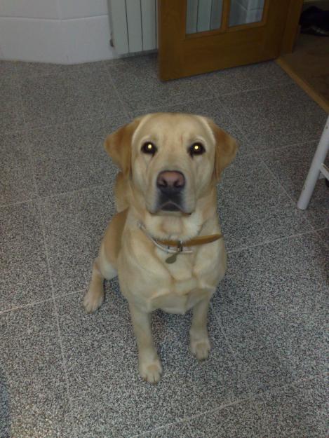 BUSCO NOVIA - LABRADOR