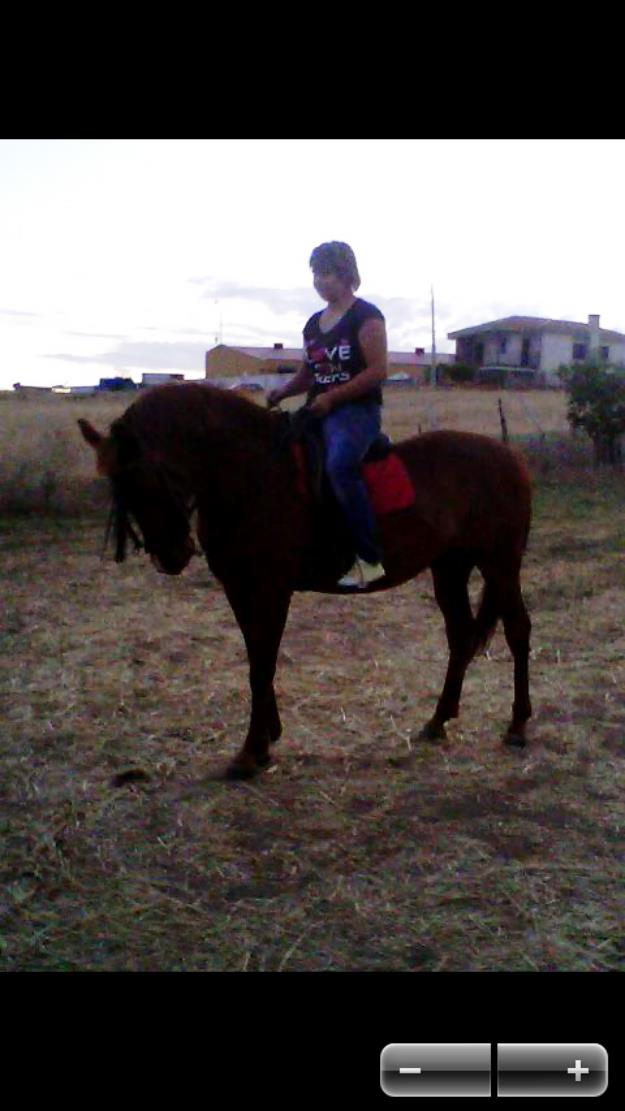 Caballo precioso alazan 1.500€