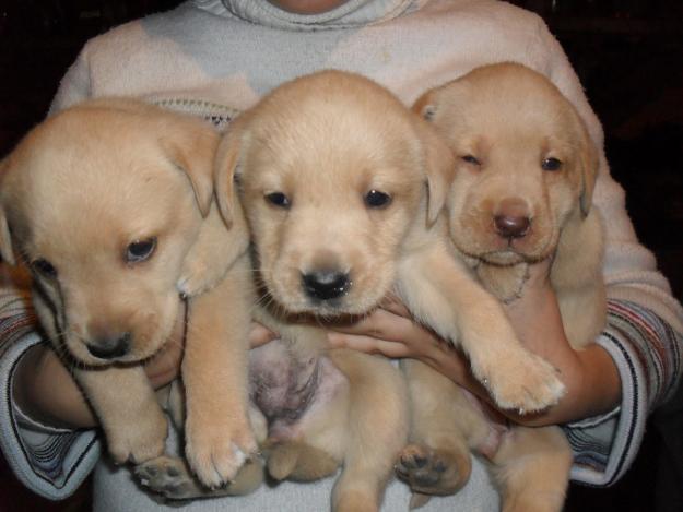 Cachorros Labrador Retriever