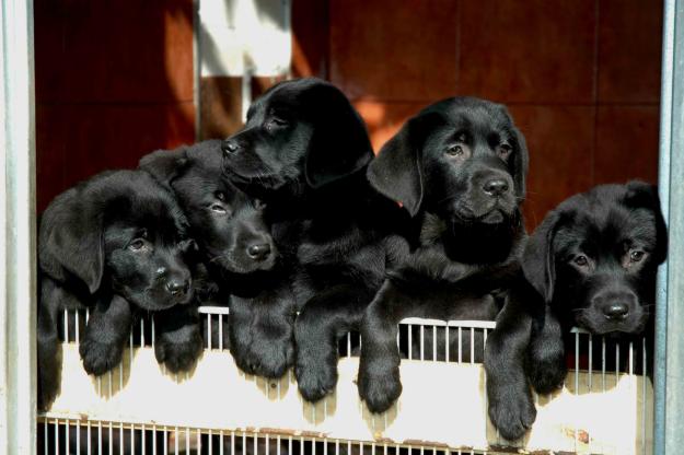 Cambio Labrador Retriever por Yorkshire Terrier