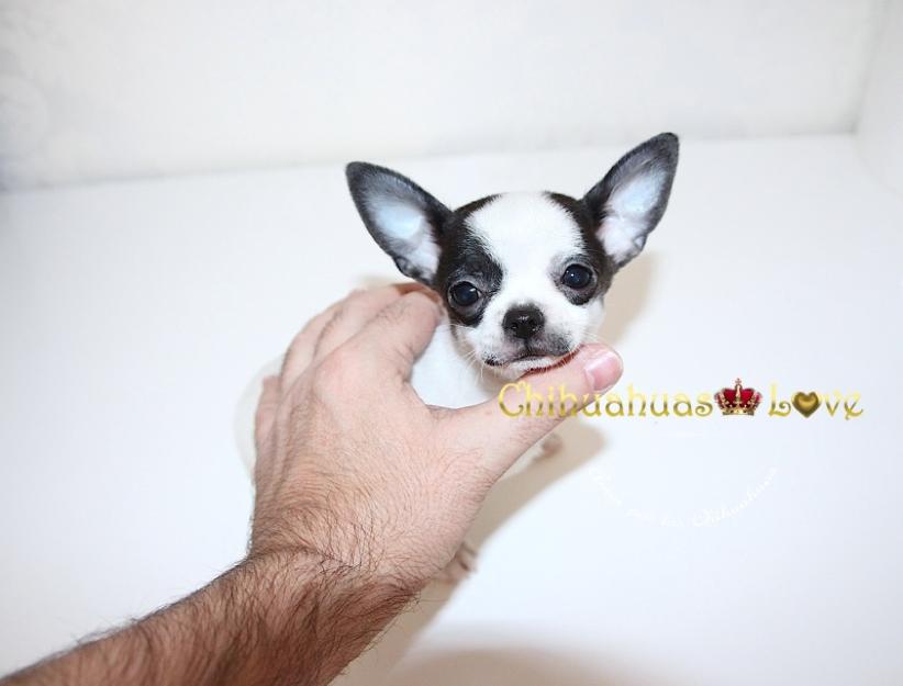 Espectacular macho chihuahua bicolor