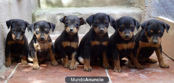 Excelente camada de Pinscher Mini L.OE