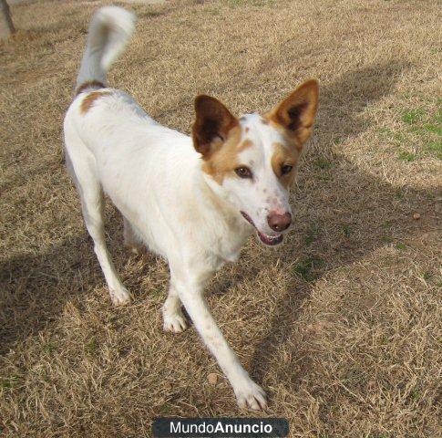 Gremy,el perro de Oro