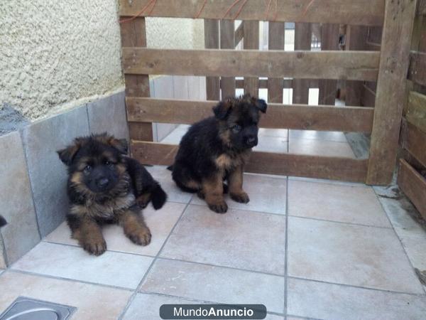 IMPRESIONANTES CACHORROS DE PASTOR ALEMAN