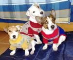 Irish Jack Russell cachorros Pata Corta