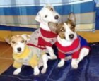 Irish Jack Russell cachorros Pata Corta - mejor precio | unprecio.es