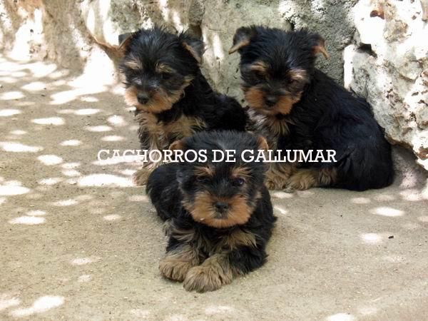 Yorkshire terrier enanos