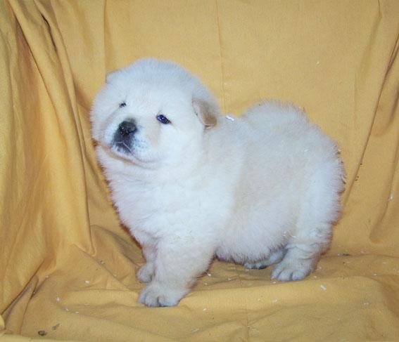 ADORABLES CACHORROS DE CHOW CHOW BLANCO