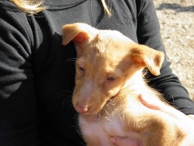 Aika y Aisha cachorras abandonadas con un mes, necesitan adopción