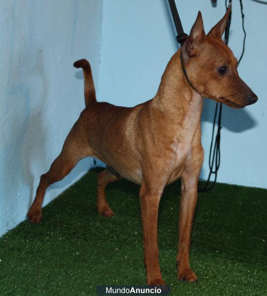 Cachorro Hembra de Pinscher Miniatura