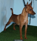 Cachorro Hembra de Pinscher Miniatura - mejor precio | unprecio.es