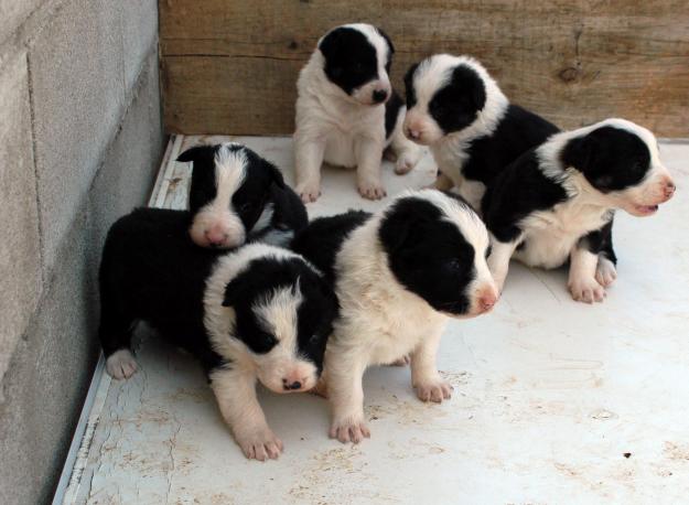 Cachorros de Border collie