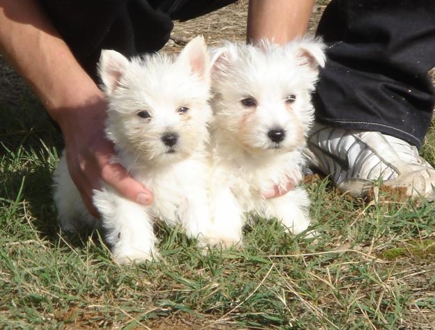 Cachorros de Westy