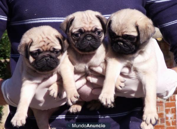 CARLINO BARCELONA (PUG) 350€