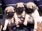 CARLINO BARCELONA (PUG) 350€ - mejor precio | unprecio.es