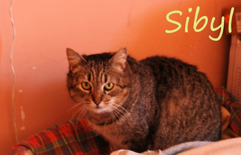 Gata Sibyl, una abuelita de 15 años + leucémia necesita adopción