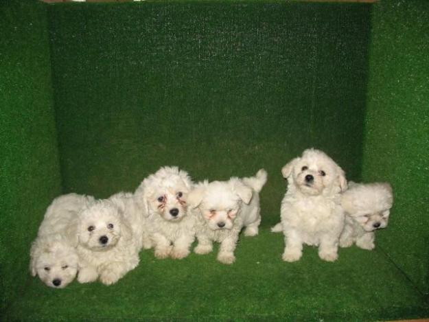 SE VENDEN CACHORRITOS DE BICHON MALTES 350€ Y WESTYS 290€