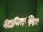 SE VENDEN CACHORRITOS DE BICHON MALTES 350€ Y WESTYS 290€ - mejor precio | unprecio.es