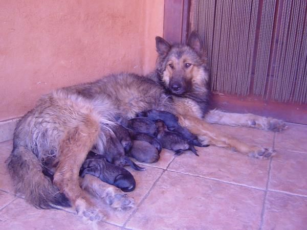 vendo pastor belga tervuren