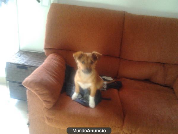 cachorro raza pequeña en adopcion