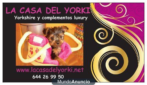 350 euros! PRECIOSO YORKSHIRE TOY DE 3 MESES