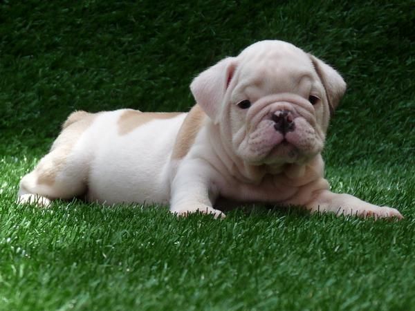 Bulldog Inglés cachorros para venta de   100