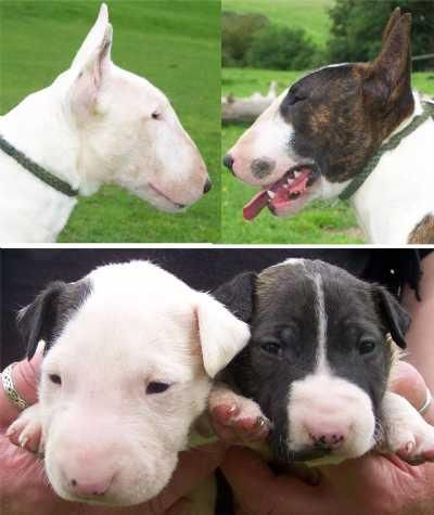 CACHORRO BULL TERRIER DISPONIBLES