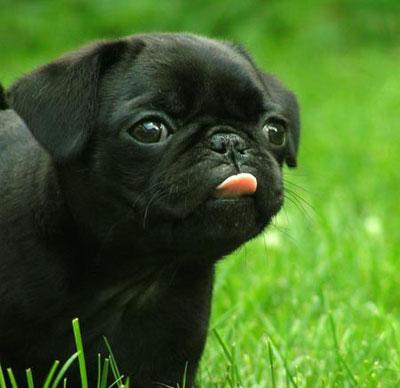 Cachorros de Carlinos/Pugs