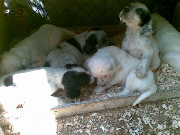 Cachorros de setter ingles, tricolor