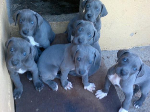 Dogos alemanes azules