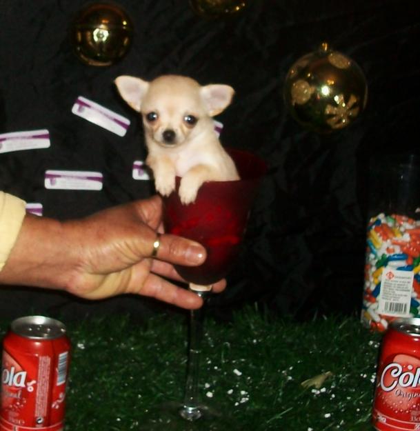 enamorate de un chihuahuas toy cambanus en san valentin!