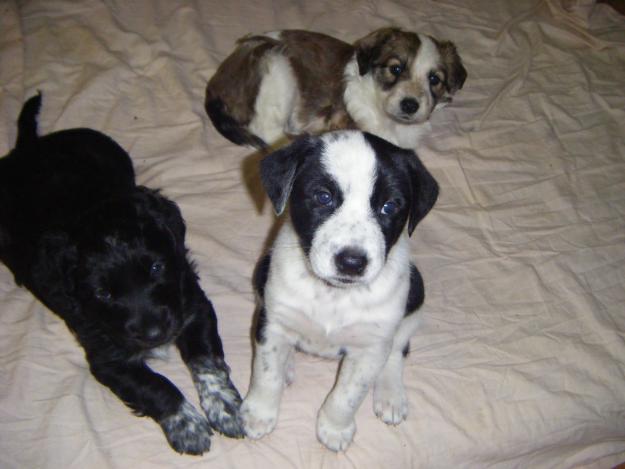 Regalo cachorros mezcla de pastor belga.