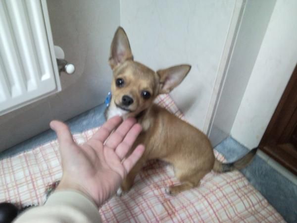 vendo chihuahua con pedigree y 5 meses por no poder atender